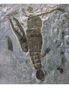 Le grand atlas de...