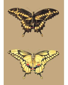 Carnet ligné, Papillons...