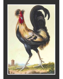 Carnet ligné, Coq