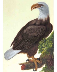 Carnet Ligné, Vautour