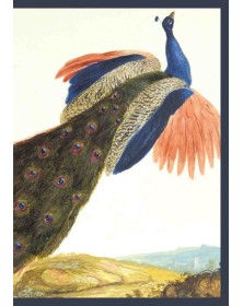 Carnet ligné, Paon