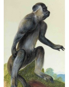 Carnet Ligné, Macaque