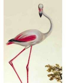 Carnet Ligné, Flamant Rose
